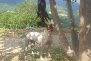 Un dogo accanto a un cinghiale appeso