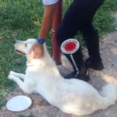 Terni, cane salvato dalla polizia locale