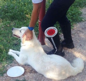 Il cucciolo salvato