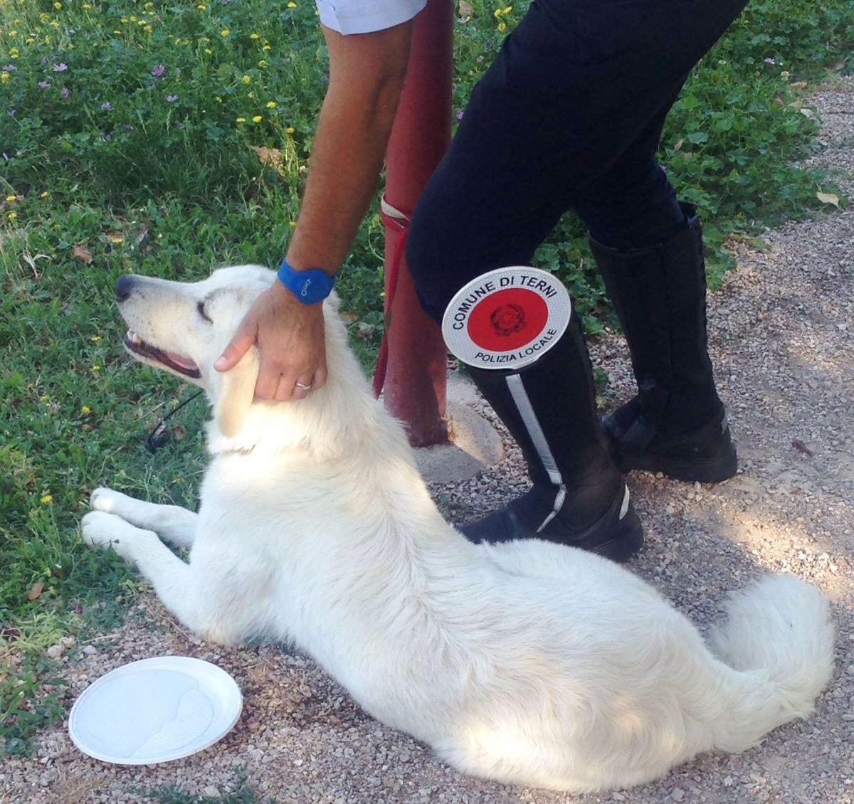 Terni, cane salvato dalla polizia locale