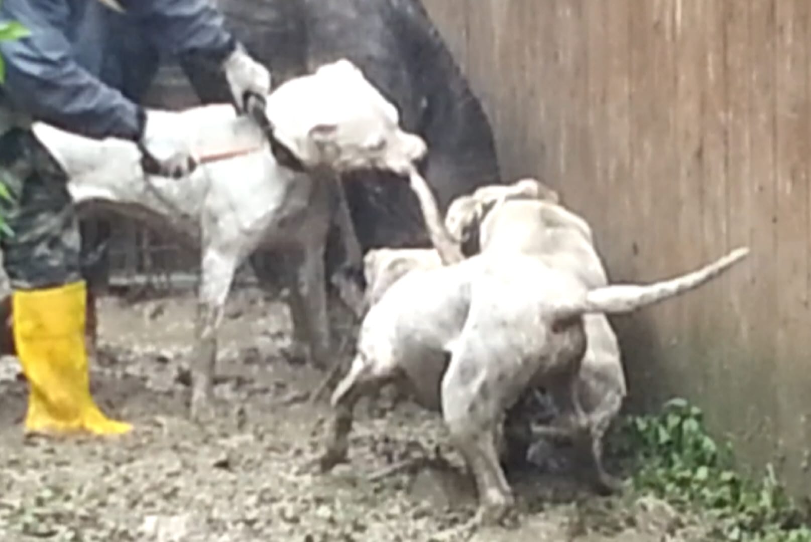 Maltrattano animali: allevatori nei guai