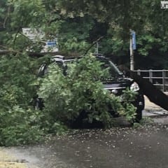 Terni, albero su auto: sfiorata la tragedia
