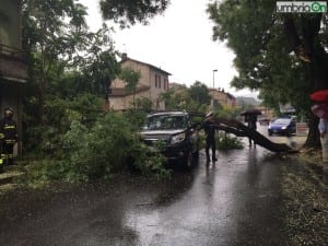 Albero caduto su auto terni2