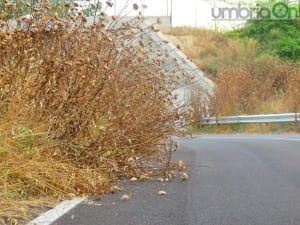 I girasoli ‘invasori’