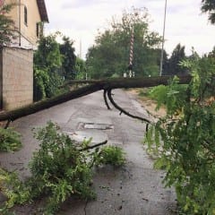 Maltempo a Terni, albero cade a Cospea