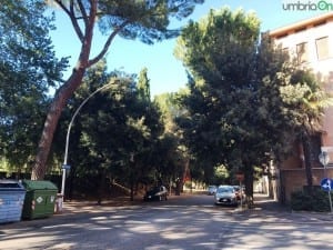 Terni via Lungonera alberi (2)