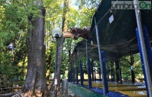 Albero ramo caduto giochi tappeti elastici La Passeggiata Terni - 2 settembre 2016 (5)