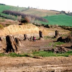 Dunarobba, foresta fossile 8 anni ai privati
