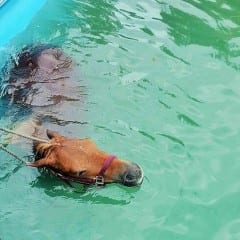 Pony cade in piscina, salvato ad Amelia