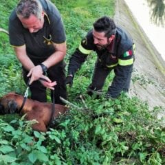 Terni, cane nel canale: salvato dai pompieri