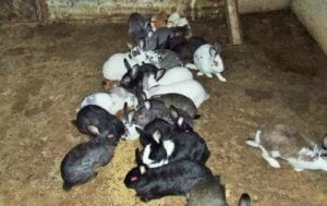 cascia-costretto-dal-terremoto-a-regalare-gli-animali-15-novembre-2016-2