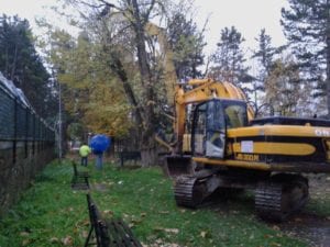 Giù gli alberi per far posto alla scuola (Foto Fabio Gismondi)