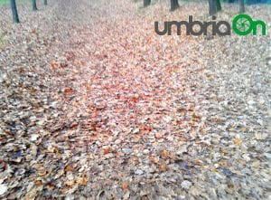 Perugia, Percorso Verde Pian di Massiano foglie gialle