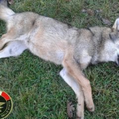 Carcassa di lupo nella frazione del terremoto