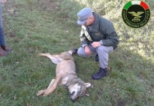 carcassa-lupo-morto-trovata-da-forestale-a-san-pellegrino-di-norcia-dicembre-2016-2