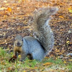 Perugia, ‘guerra’ allo scoiattolo grigio