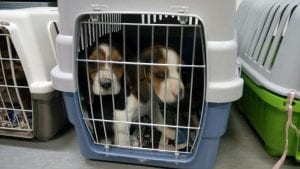 cane-cani-traffico-terni2