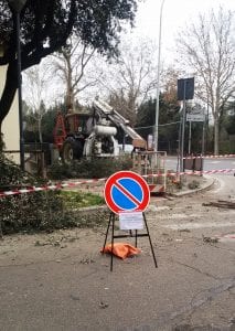 terni taglio alberi 4