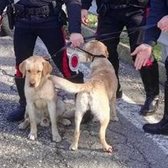 Terni, due labrador salvati dai carabinieri
