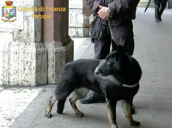 La Guardia di Finanza a caccia di droga