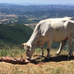 Monte Cucco, il Sasu fa nascere un vitellino