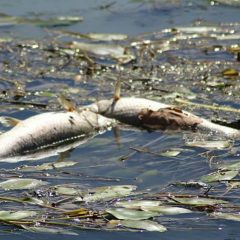 Alghe e pesci morti galleggiano sul fiume