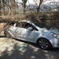 Terni, albero su auto: tragedia sfiorata