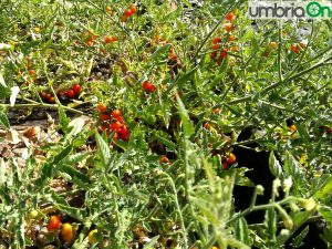 pomodori perugia sant'anna