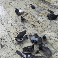 Perugia vs piccioni, pagheranno i cittadini