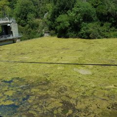 Terni: «Nera, a Stifone coperto dalle alghe»