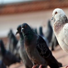 Invasione di piccioni, igiene a rischio a Terni