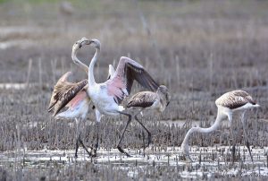 fenicotteri al lago gentile concessione L'Alzavola