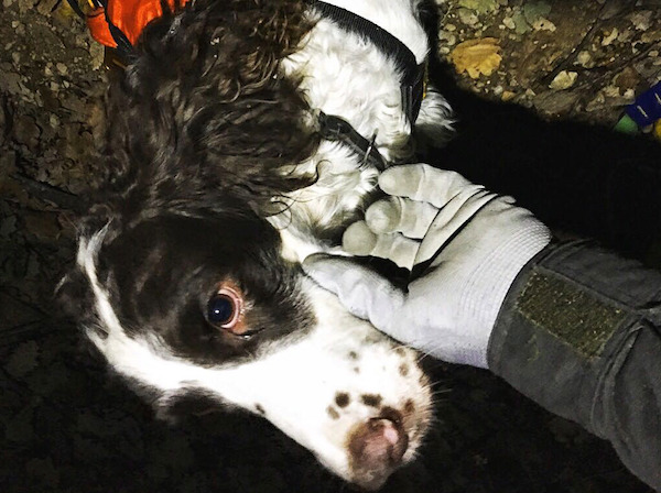 Terni, vigili del fuoco salvano il cane Pepe