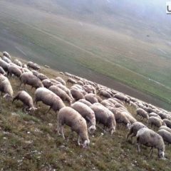 Allevatore di ovini arrestato per caporalato. Botte, minacce e lavoratori ‘in nero’