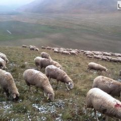 Botte per le pecore: due denunce a Norcia