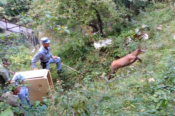 Il camoscio Berro trasferito a Farindola