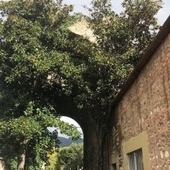 Terni, Porta Spoletina preda di erba e rifiuti