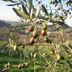 ‘Camminata tra gli olivi’: domenica a Montefranco