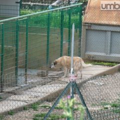 Terni, canile Colleluna: sequestro cautelativo