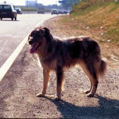 Cane sulla Flaminia: incidente per evitarlo