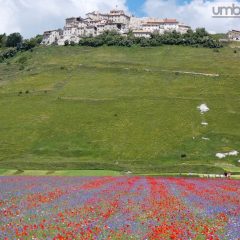 Lenticchia, comincia la raccolta a Castelluccio