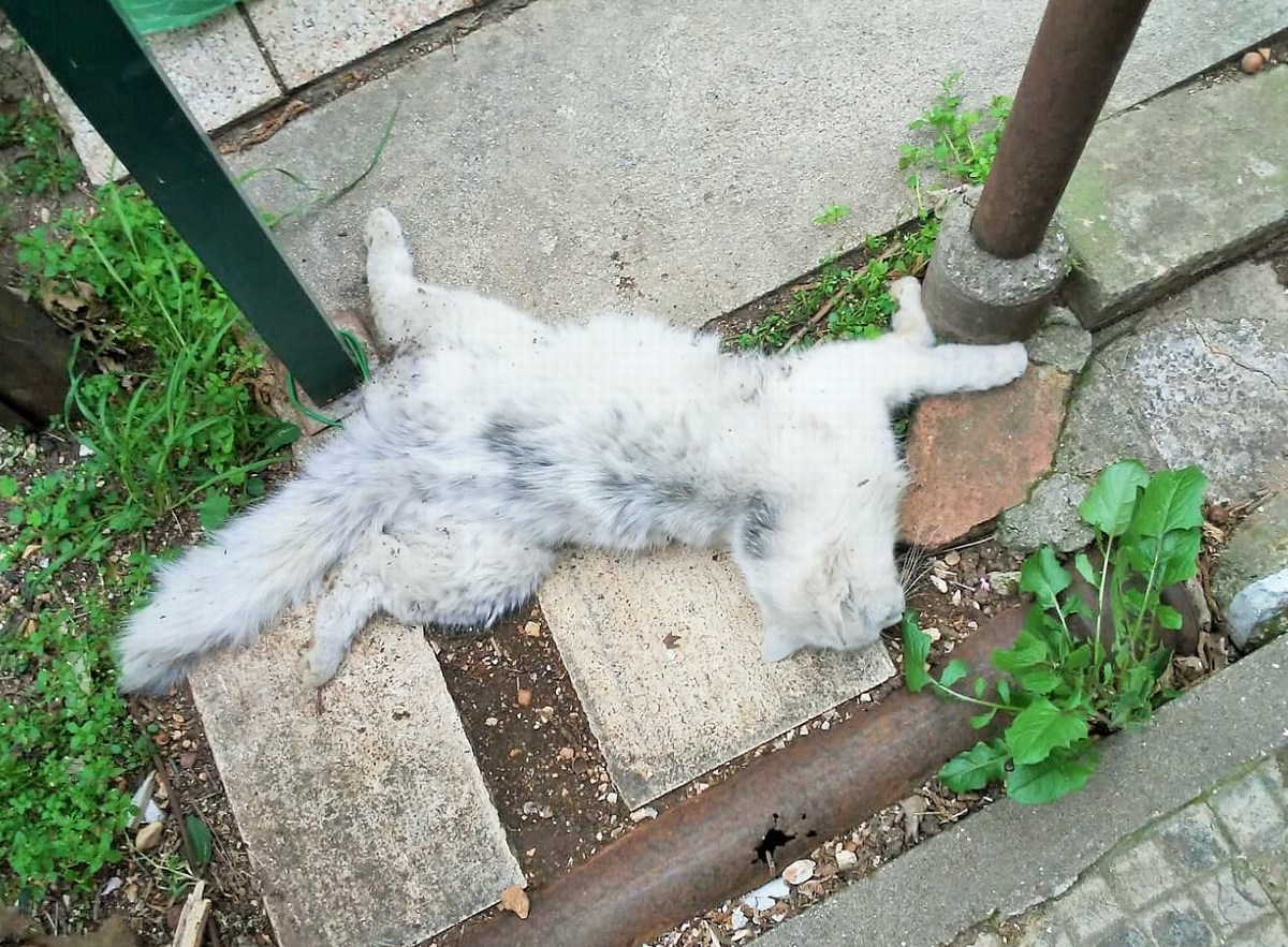 Terni, gatto morto forestali intervengono umbriaON