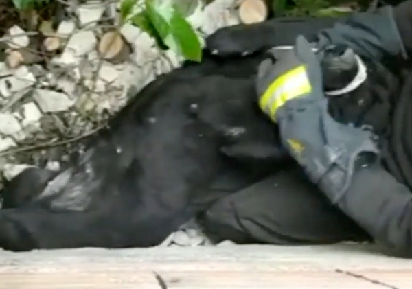Nocera Umbra, salvato un cane incastrato