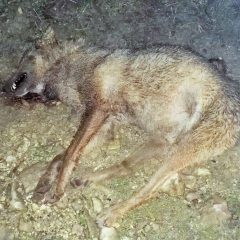 Stroncone, lupo ucciso a fucilate: si indaga
