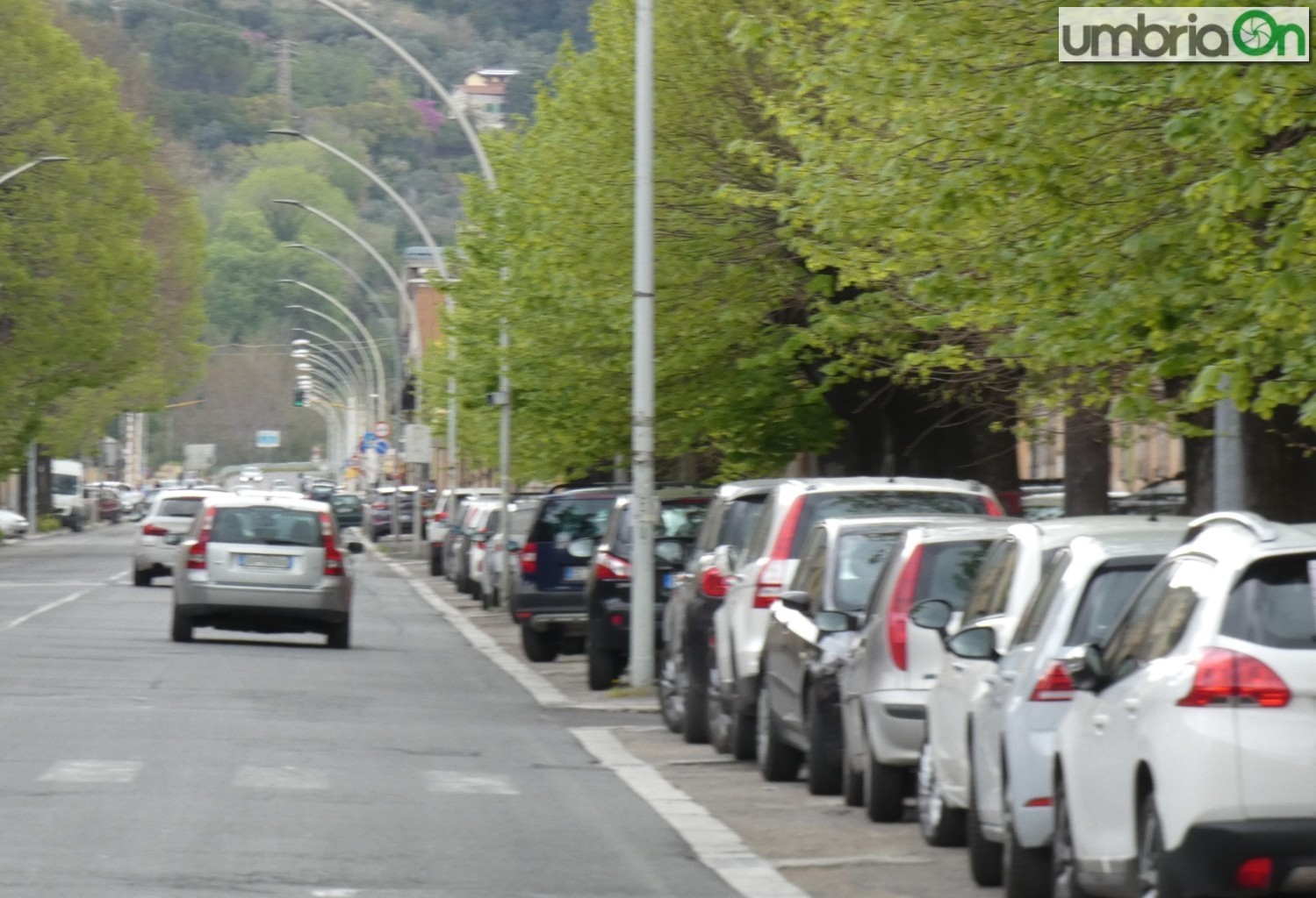 Terni, viale Brin: 19 tigli da abbattere