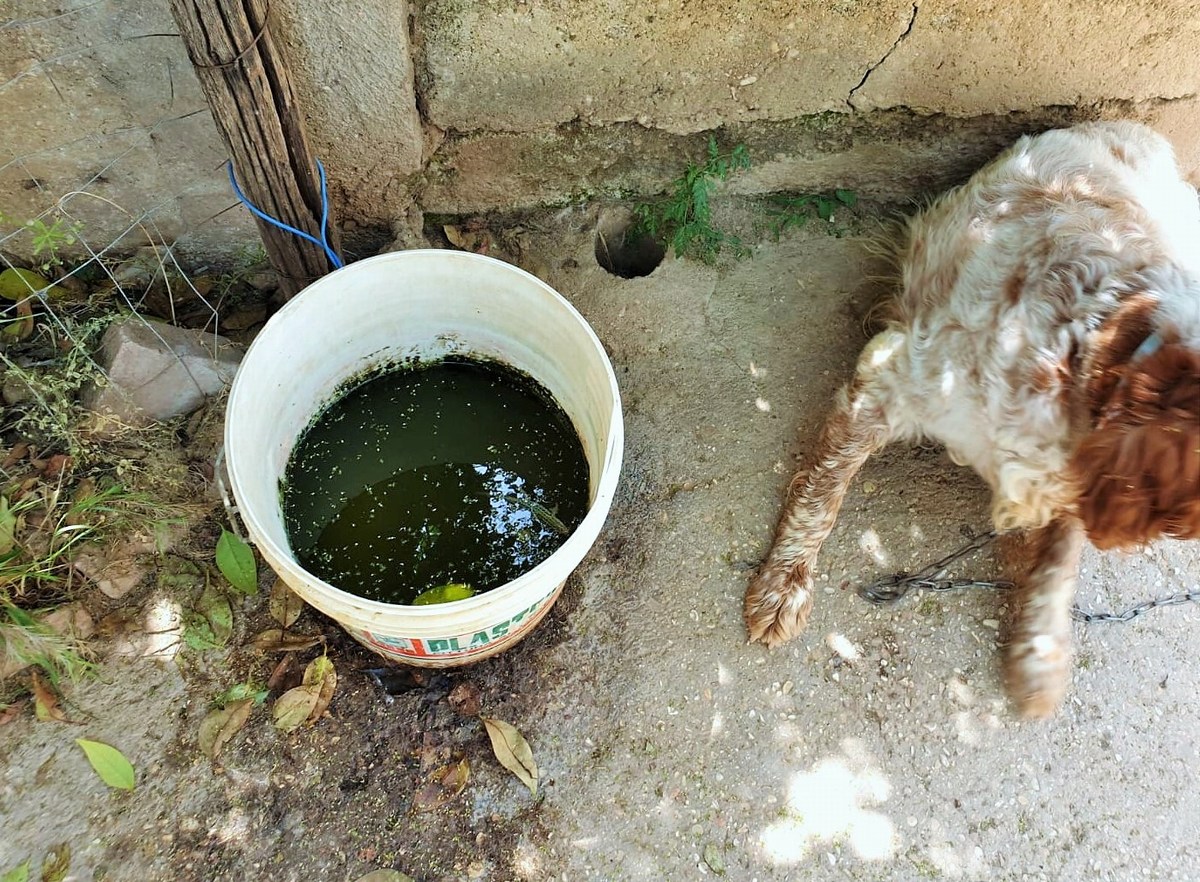 Cani al sole, da soli e con acqua putrida