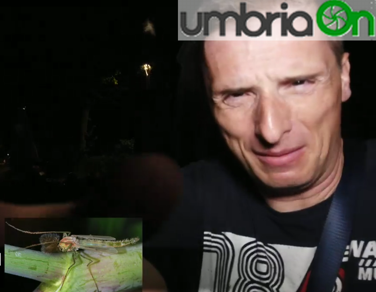 Il video da Castiglione: «Invasi dagli insetti»