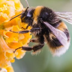 Umbria, apicoltura: ci sono 306 mila euro