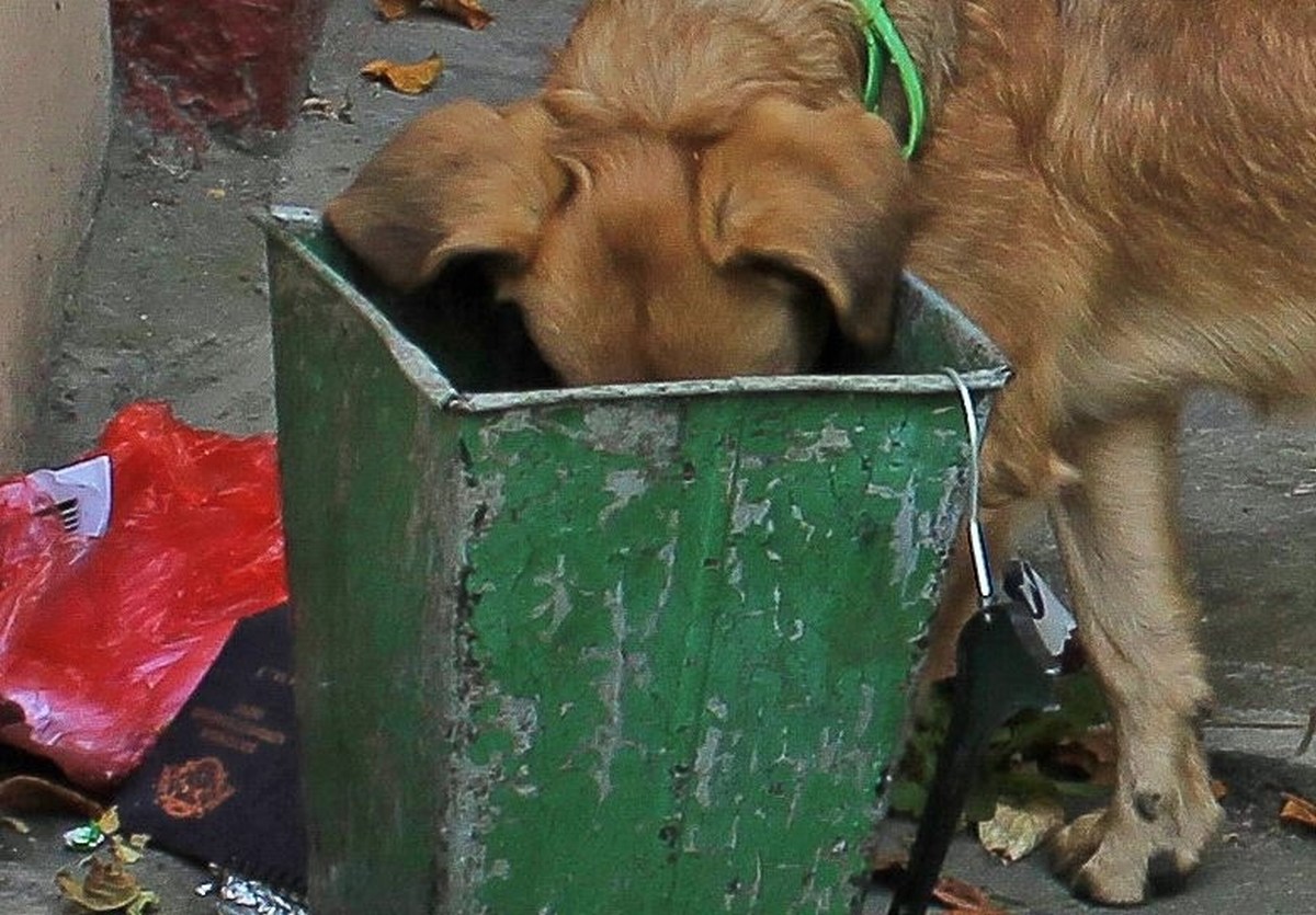 Terni, veleno ai cani: ne muoiono due