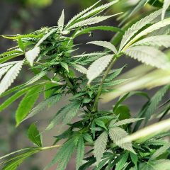 «Nei negozi di cannabis light una nuova droga dichiarata illegale»